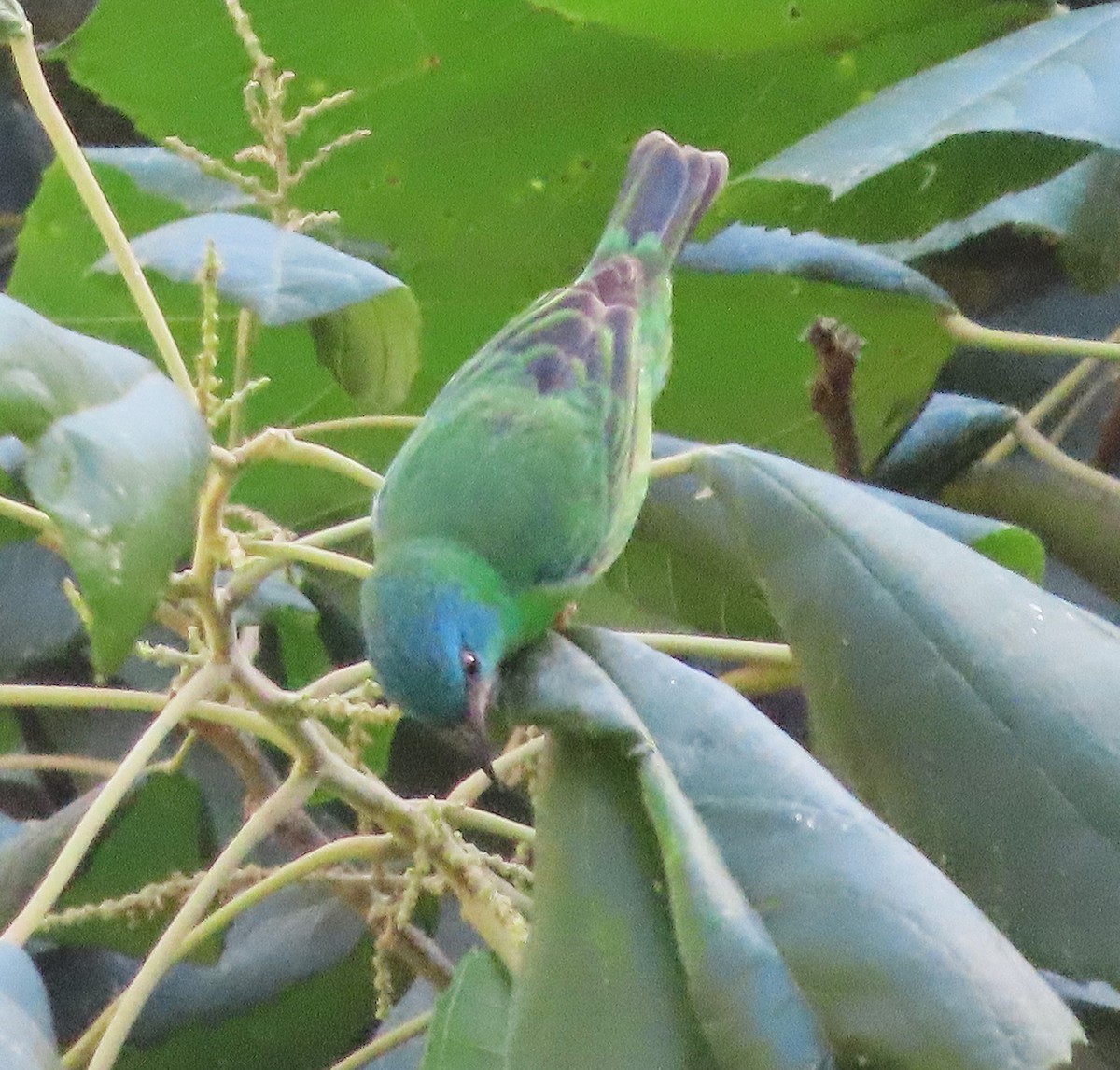 Blue Dacnis - ML640139144