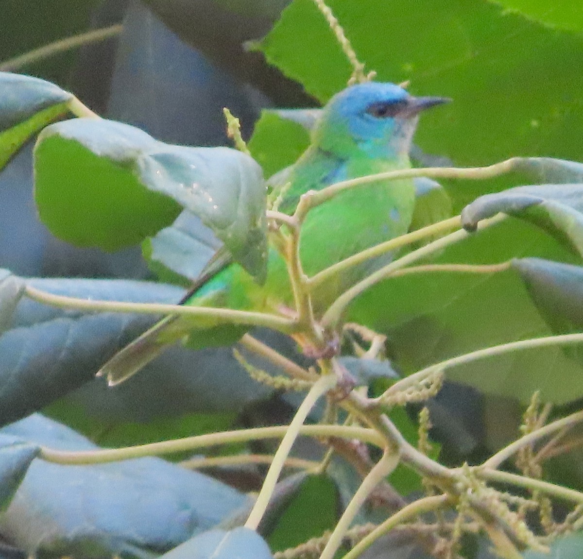 Blue Dacnis - ML640139145