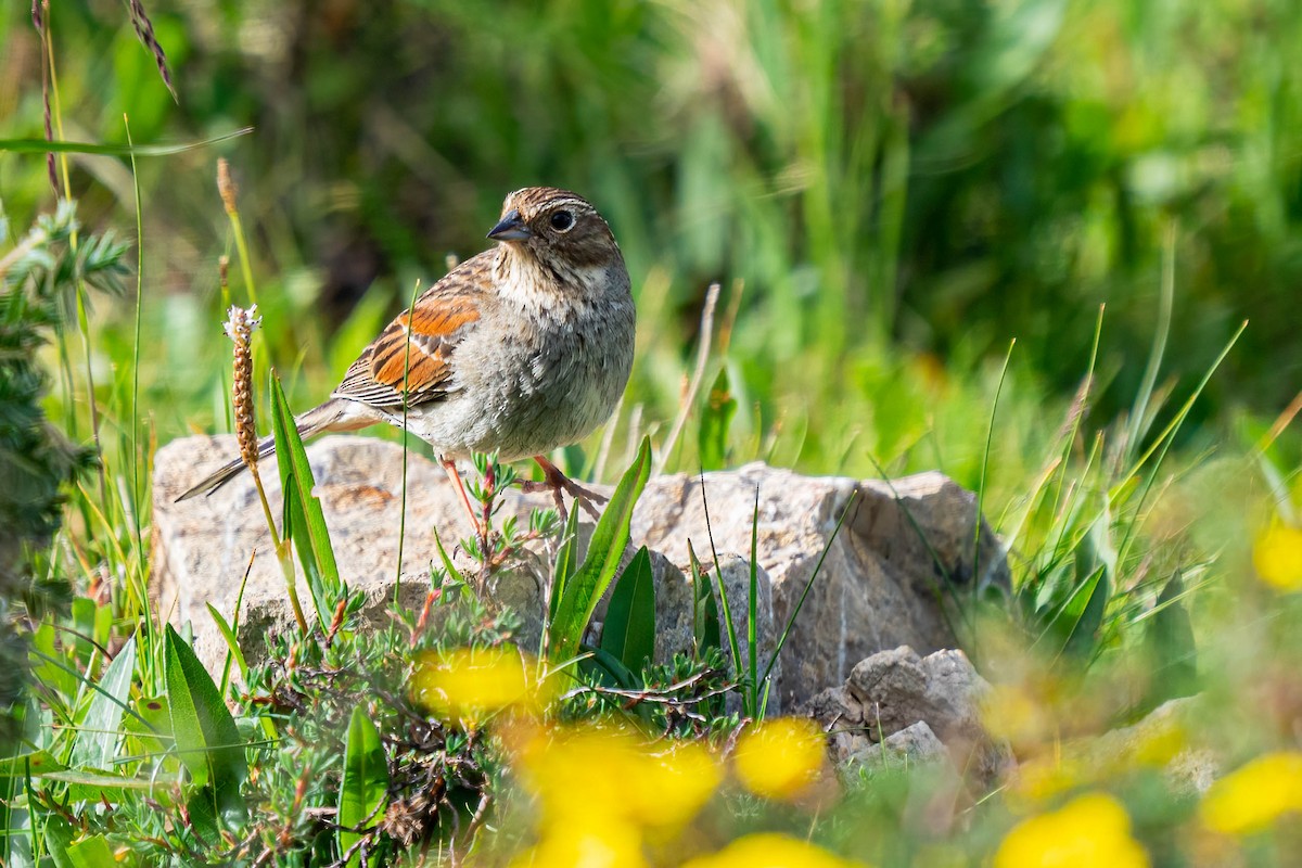 Tibetan Bunting - ML640139147