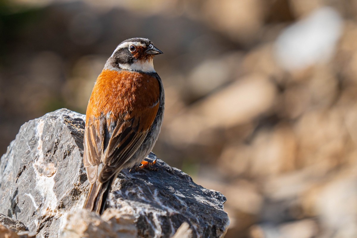 Tibetan Bunting - ML640139174