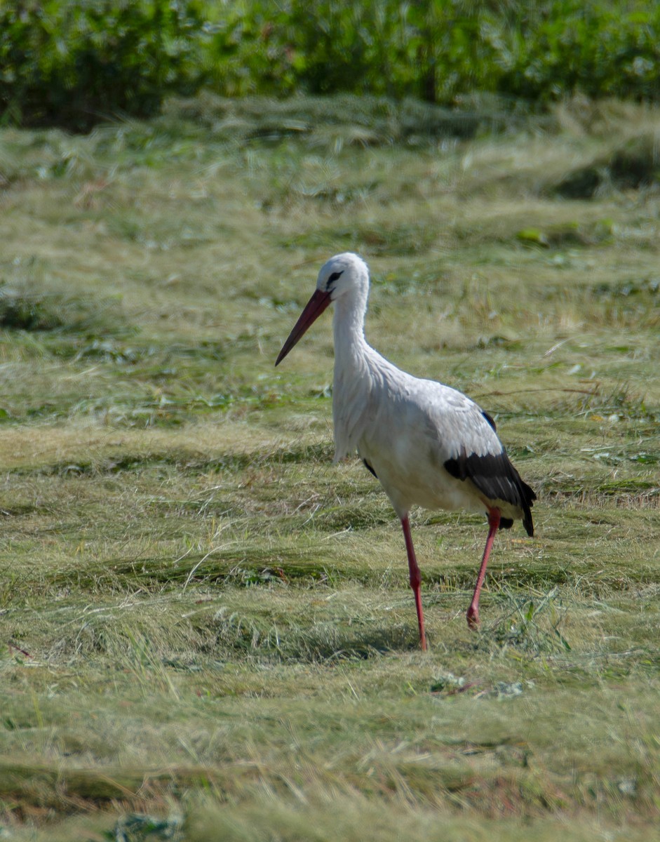 Cigogne blanche - ML640139179