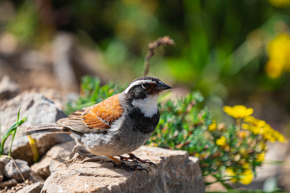 Tibetan Bunting - ML640139195