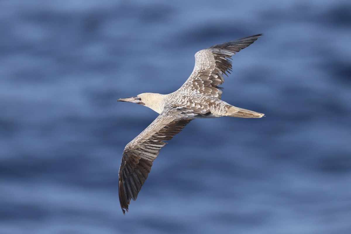 Red-footed Booby - ML640139197