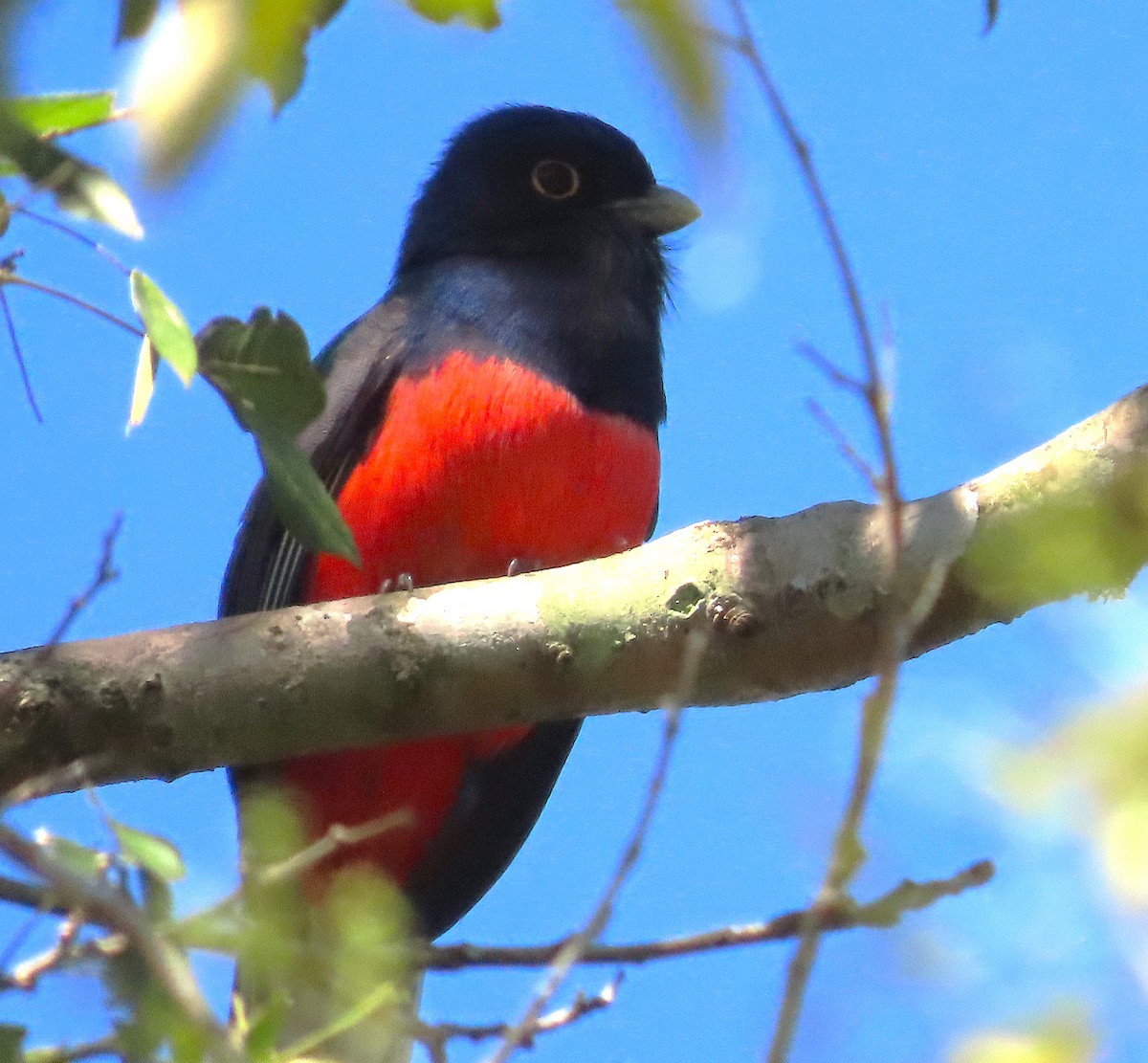 Surucua Trogon - ML640139228