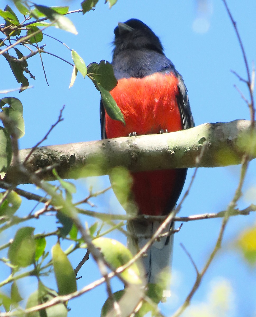 Surucua Trogon - ML640139229