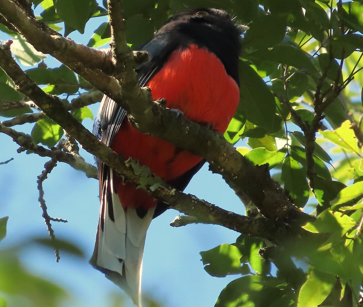 Surucua Trogon - ML640139230