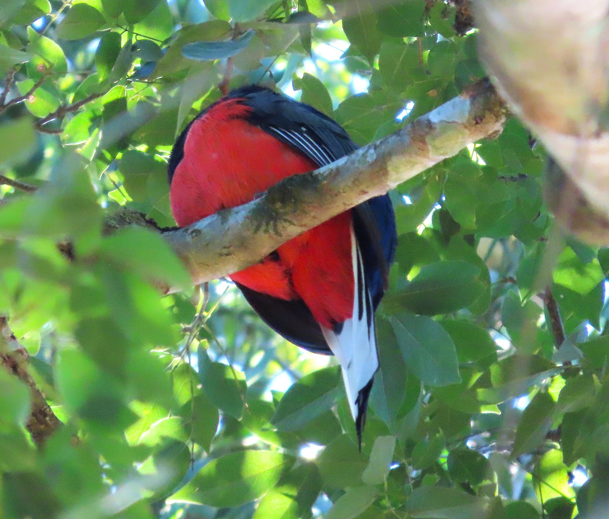 Surucua Trogon - ML640139231