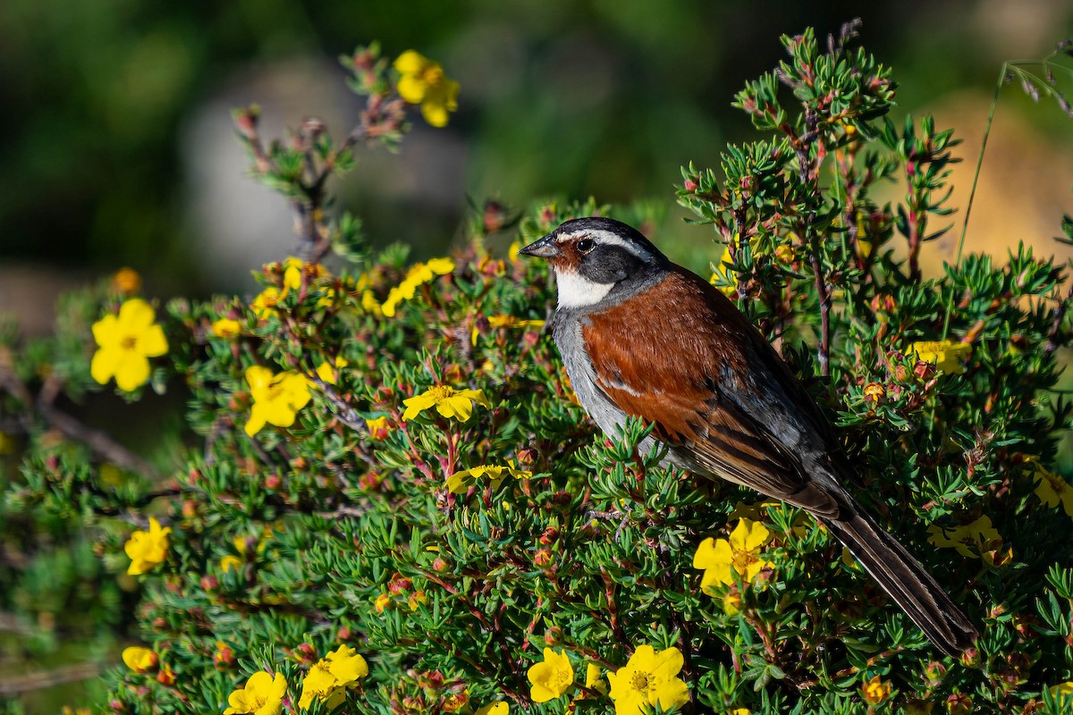 Tibetan Bunting - ML640139243