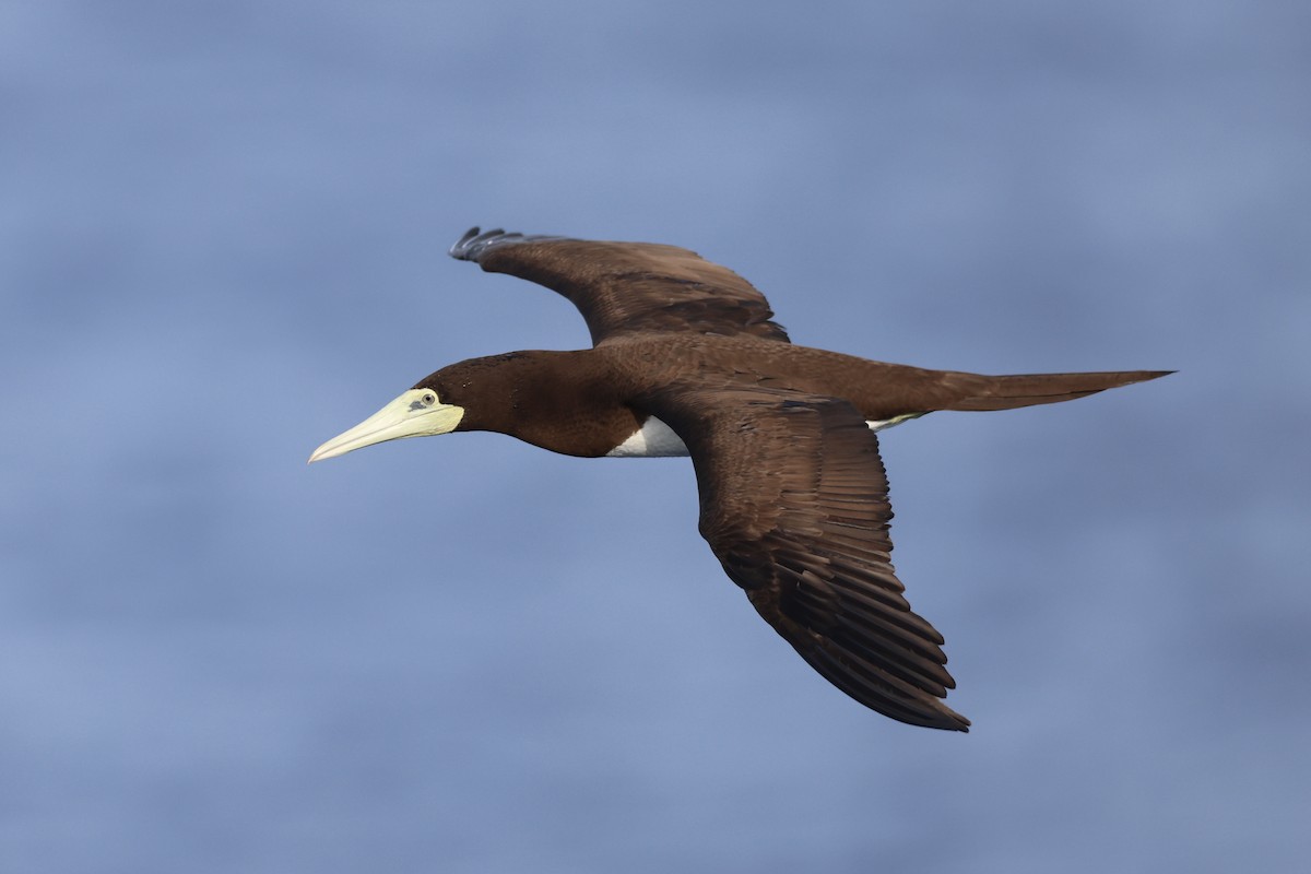 Brown Booby - ML640139257