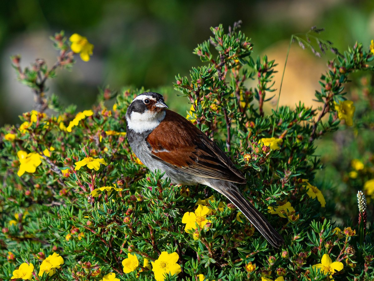 Tibetan Bunting - ML640139283