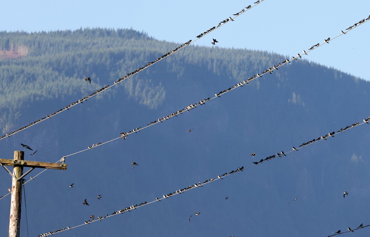 swallow sp. - ML640139300