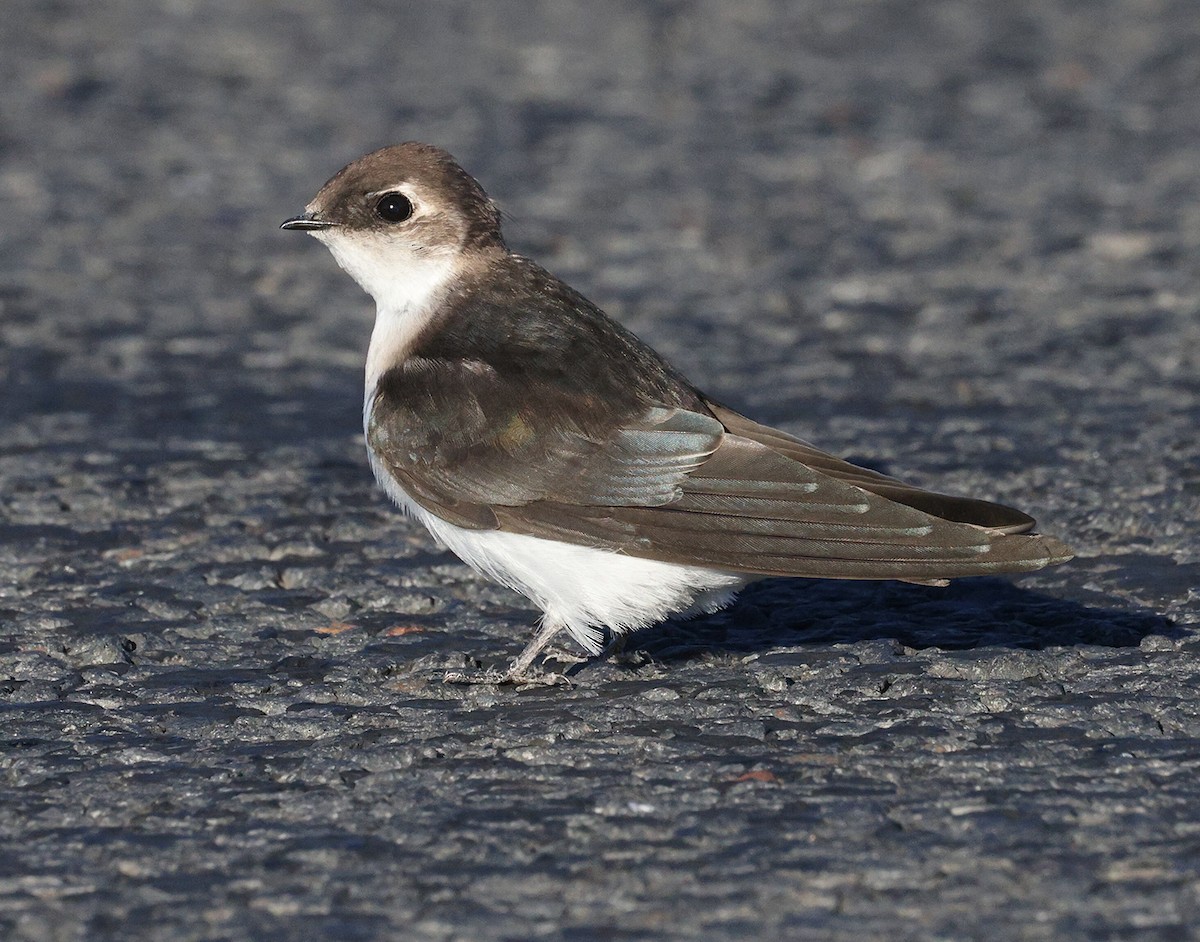 swallow sp. - ML640139305