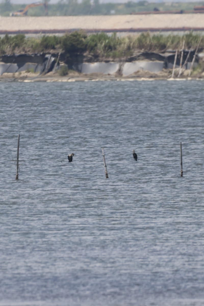 Great Cormorant - ML640139381