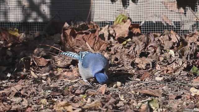 Blue Jay - ML640139396