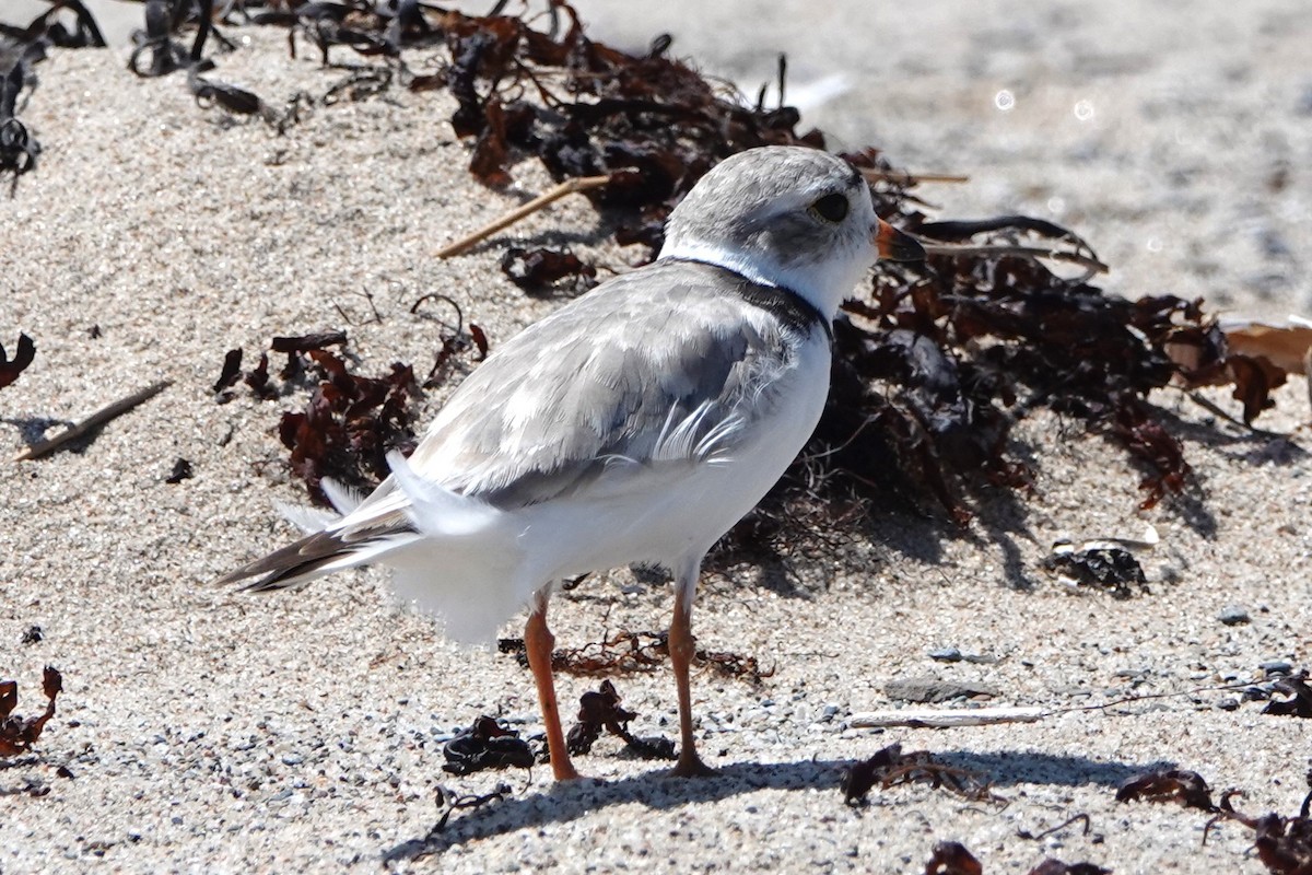 Piping Plover - ML640139400