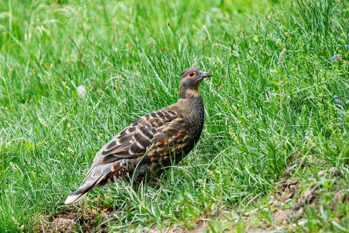 Buff-throated Monal-Partridge - ML640139401