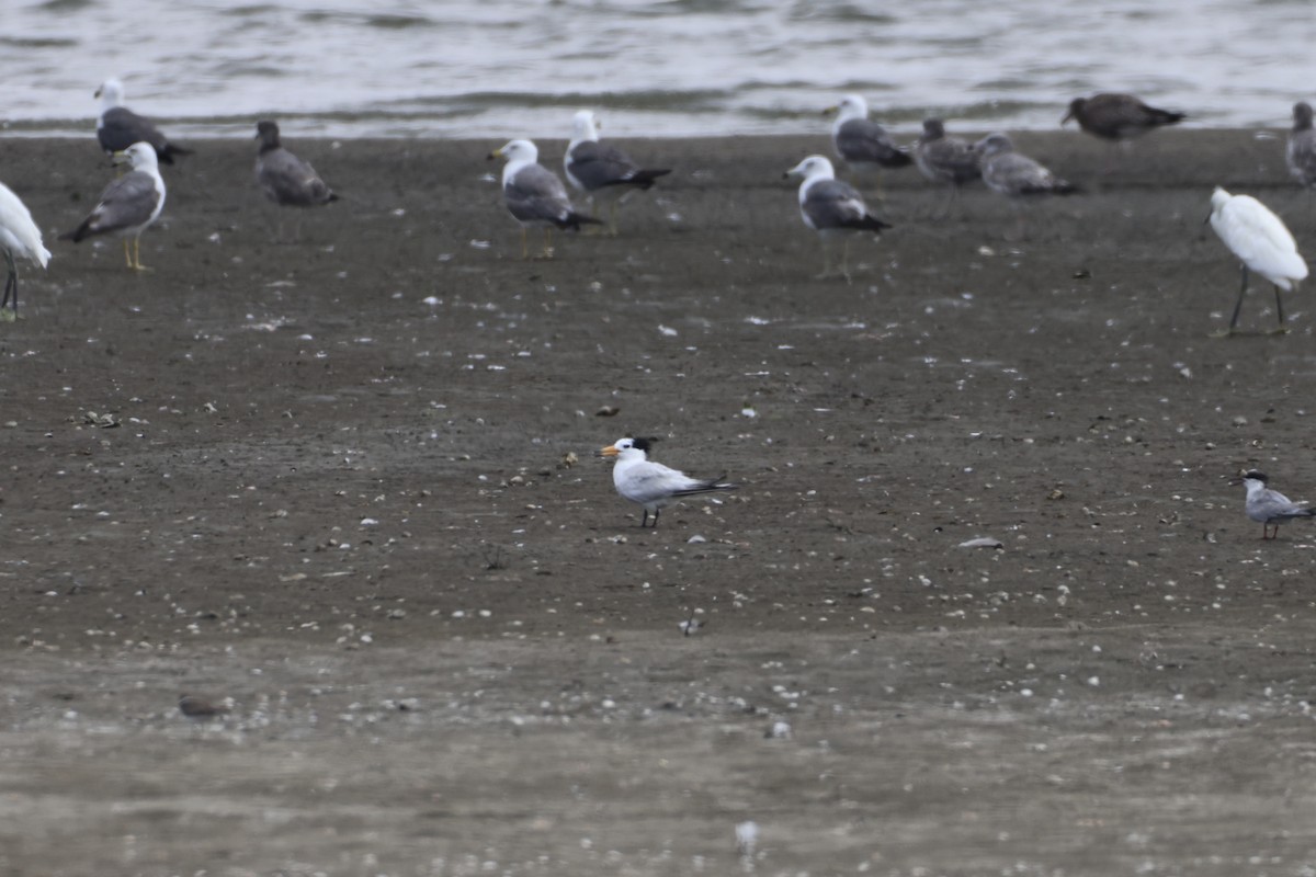 Chinese Crested Tern - ML640139402