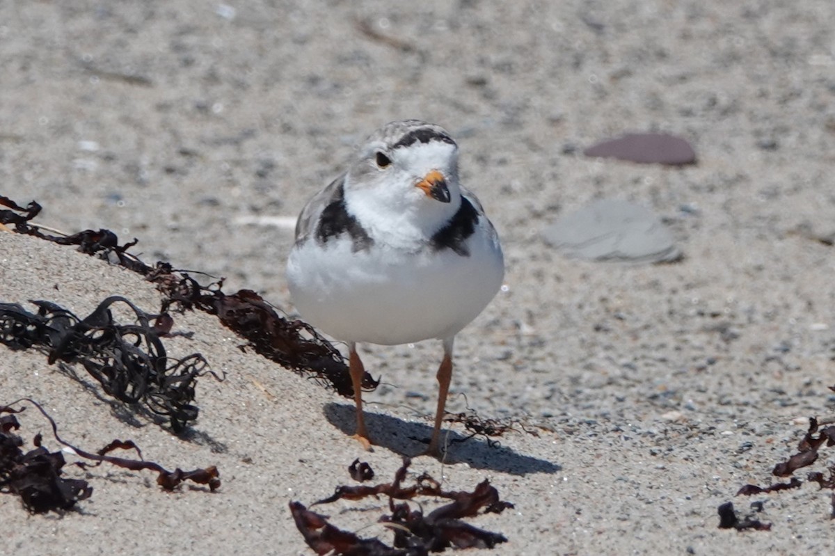 Piping Plover - ML640139404