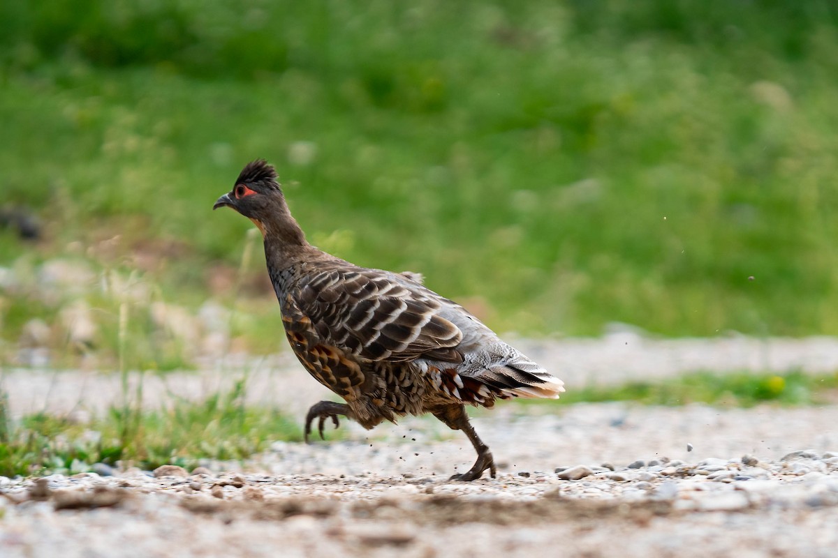 Buff-throated Monal-Partridge - ML640139411
