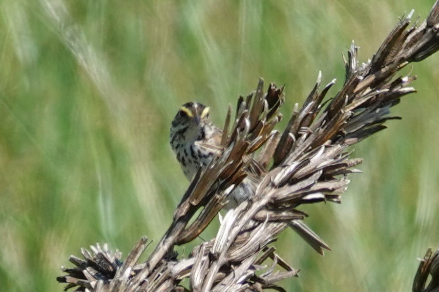 Savannah Sparrow - ML640139412