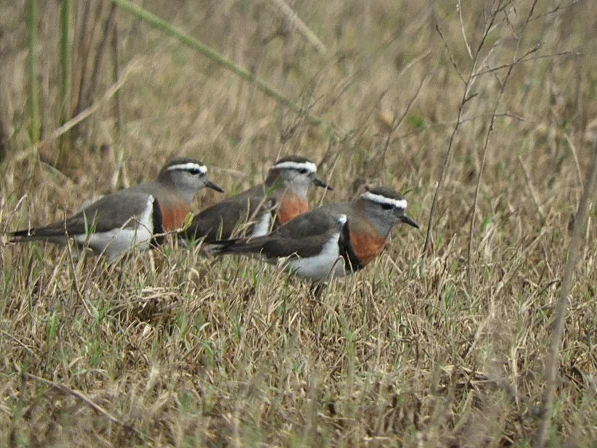 Rufous-chested Dotterel - ML640139413