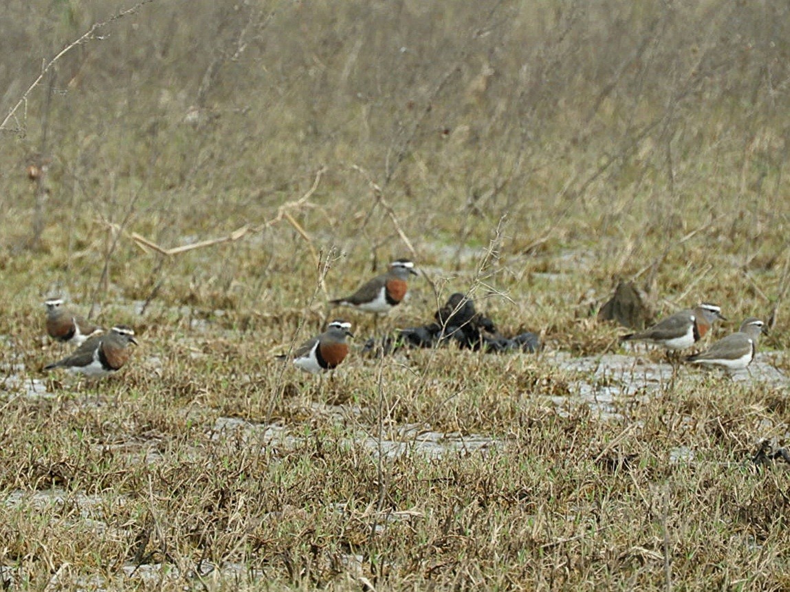 Rufous-chested Dotterel - ML640139414
