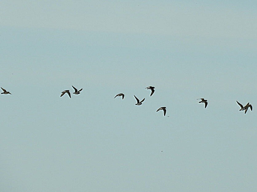 Rufous-chested Dotterel - ML640139415