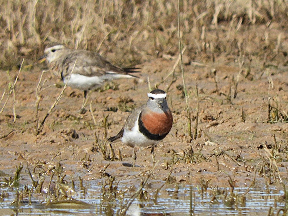 Rufous-chested Dotterel - ML640139416