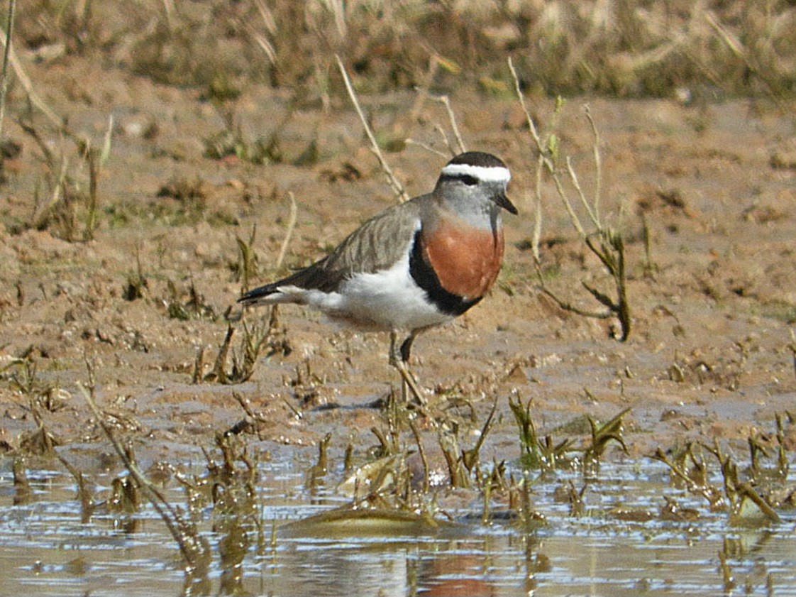 Rufous-chested Dotterel - ML640139417
