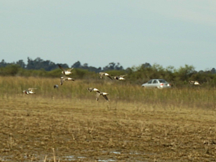 Rufous-chested Dotterel - ML640139418
