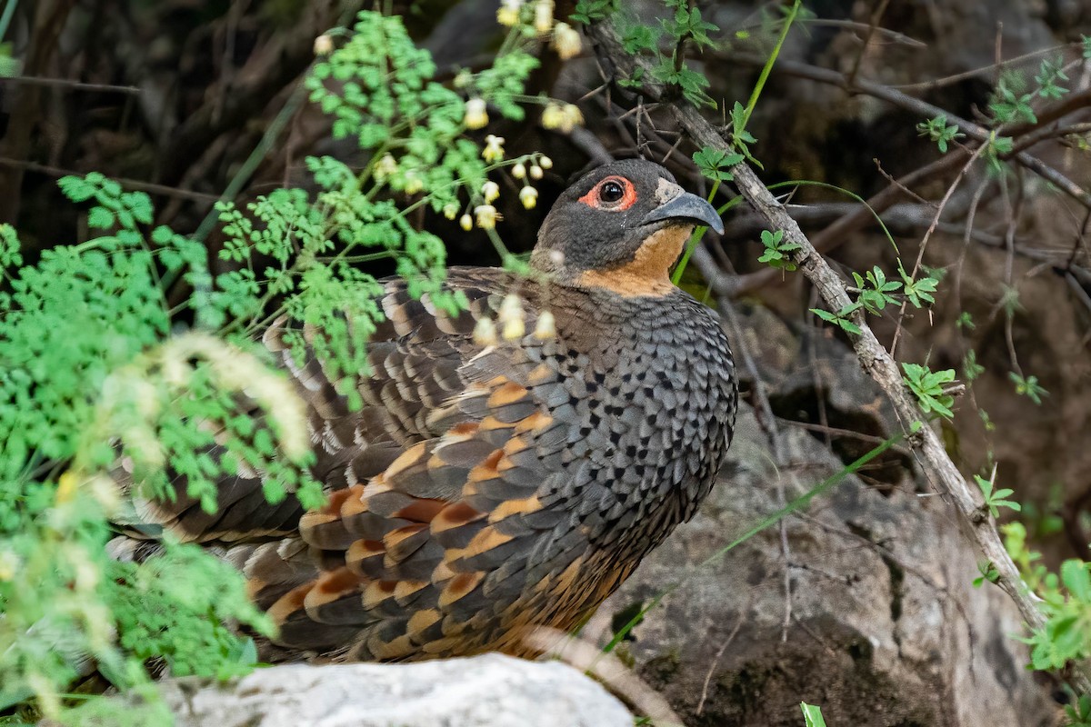 Buff-throated Monal-Partridge - ML640139422
