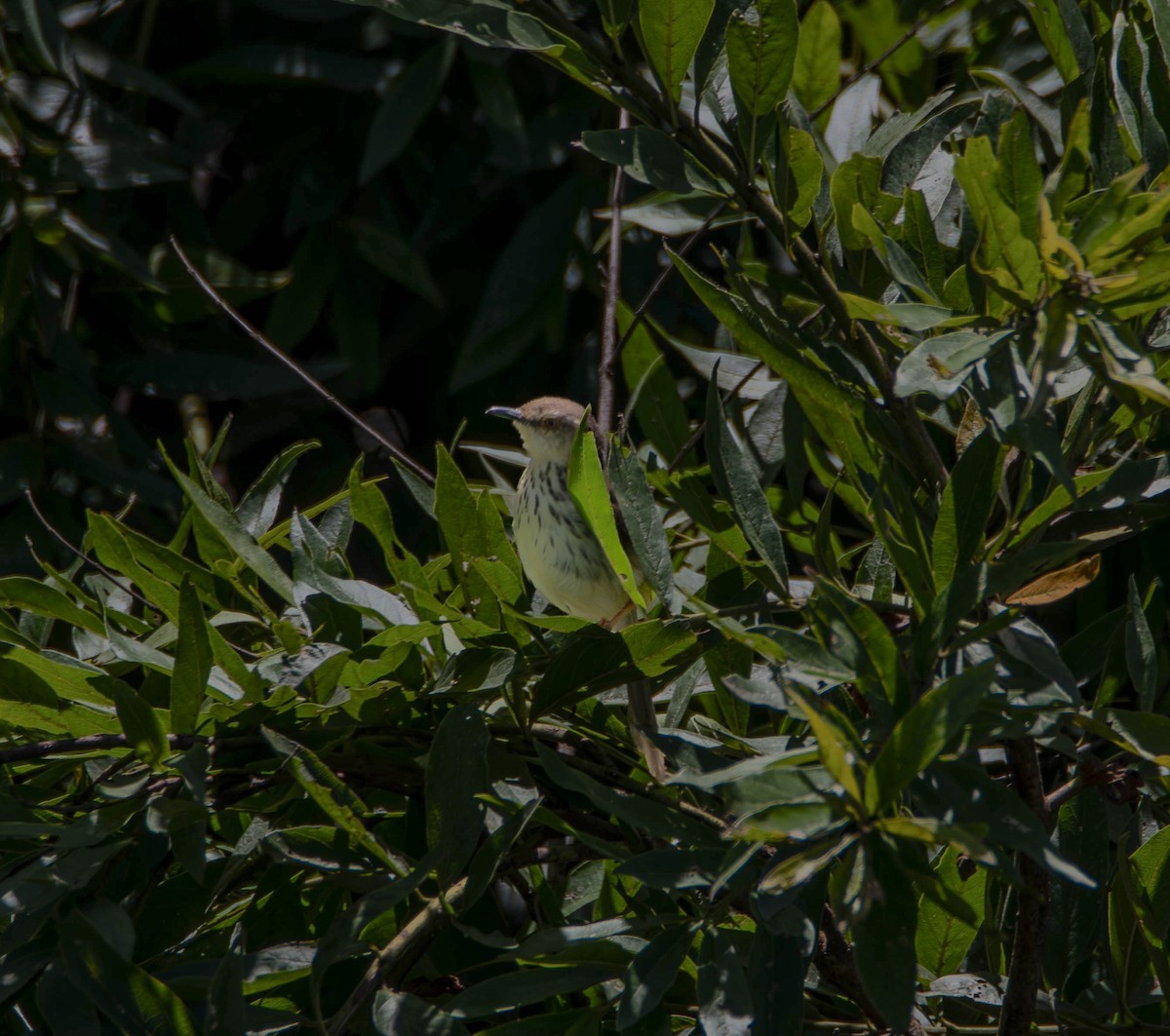 Prinia du Drakensberg - ML640139425