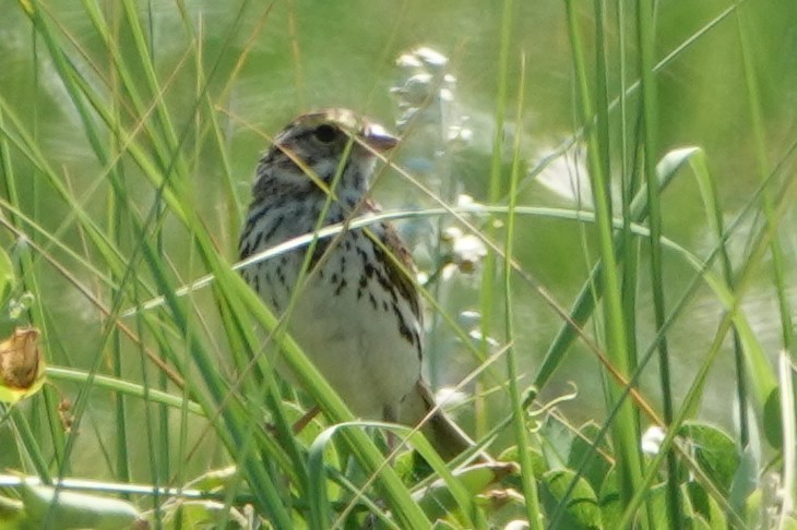 Savannah Sparrow - ML640139427