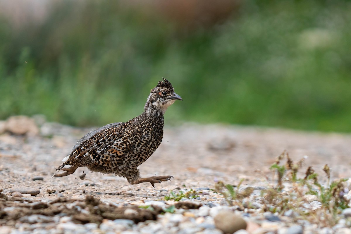 Buff-throated Monal-Partridge - ML640139432