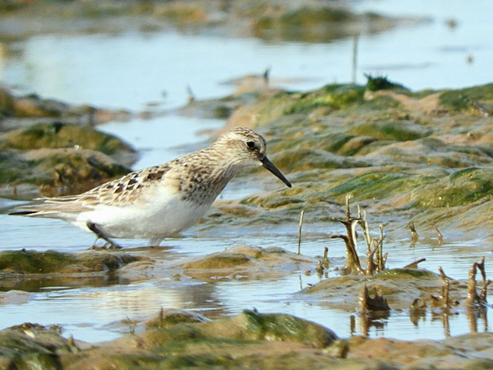 Baird's Sandpiper - ML640139437