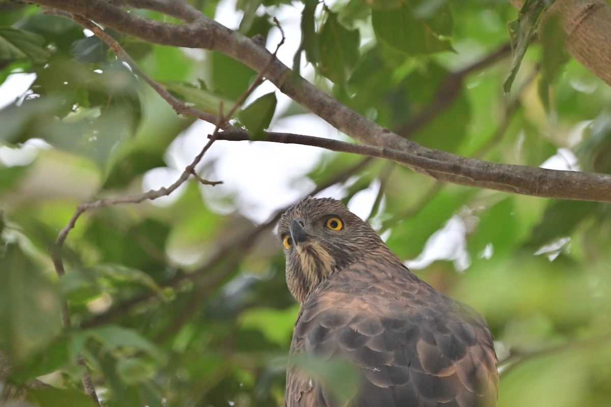 Changeable Hawk-Eagle - ML640139439