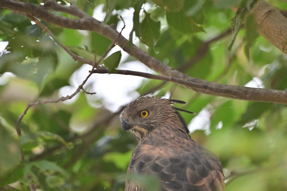 Changeable Hawk-Eagle - ML640139442