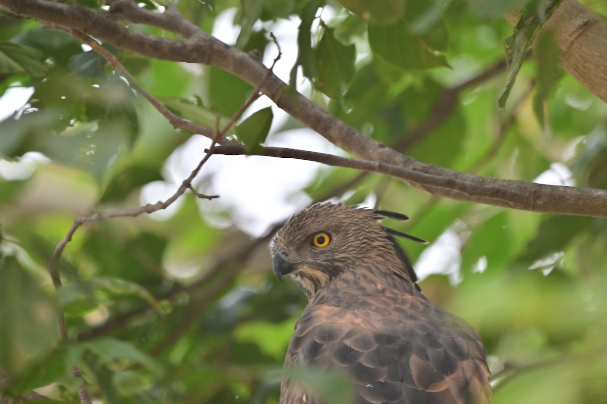 Changeable Hawk-Eagle - ML640139443