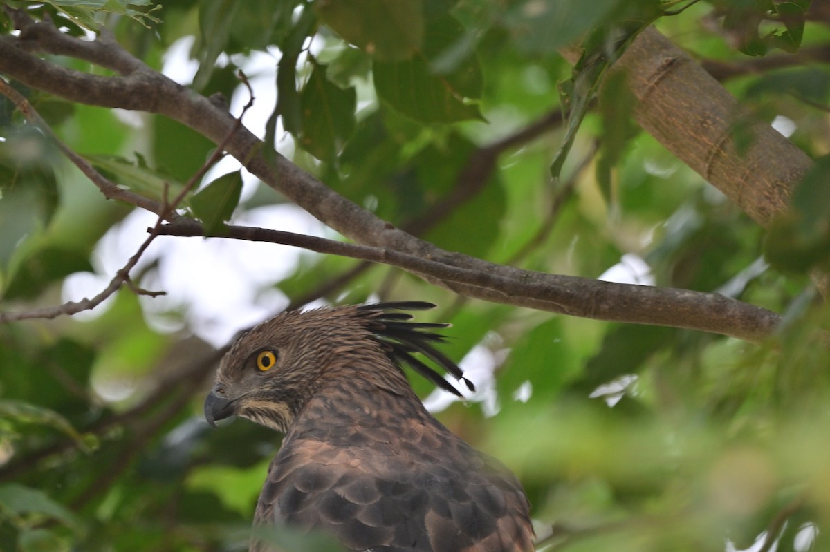 Changeable Hawk-Eagle - ML640139444