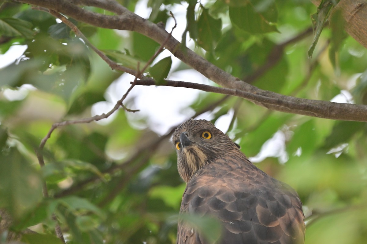 Changeable Hawk-Eagle - ML640139445