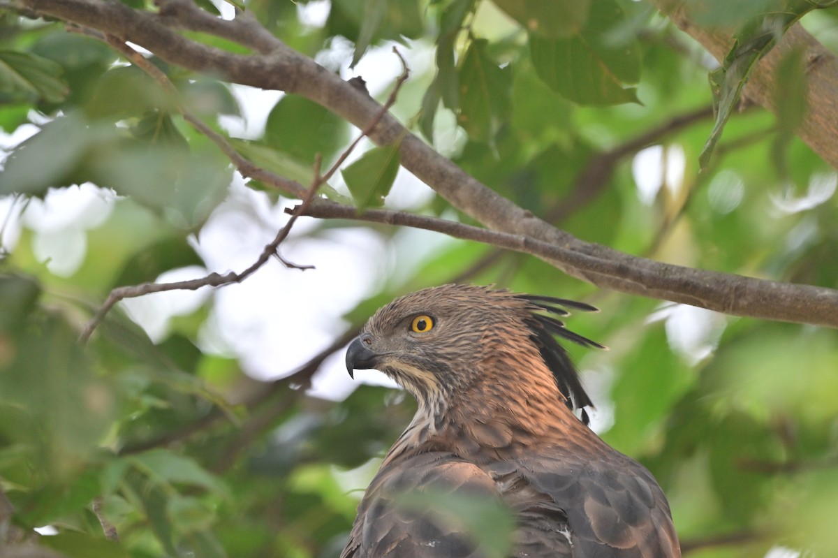 Changeable Hawk-Eagle - ML640139446