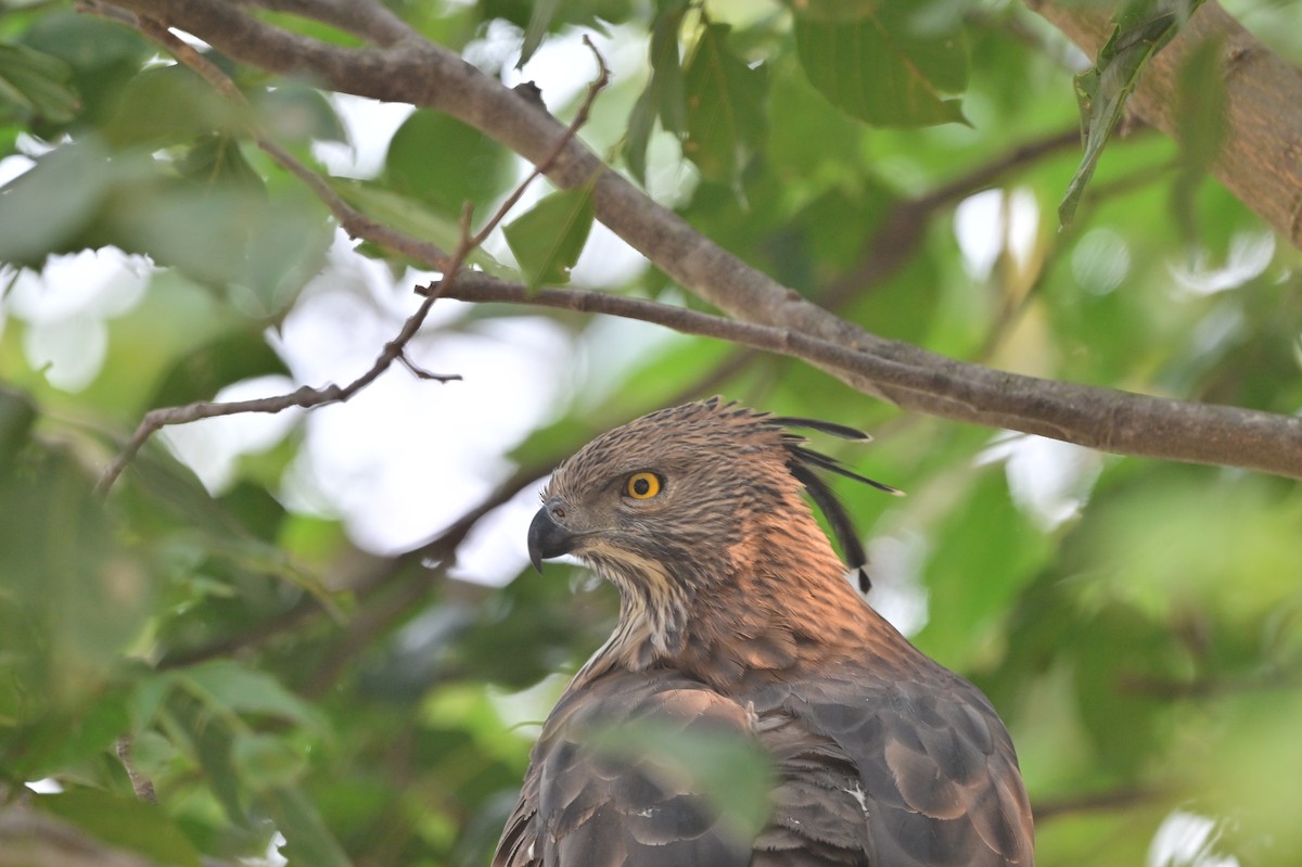 Changeable Hawk-Eagle - ML640139447