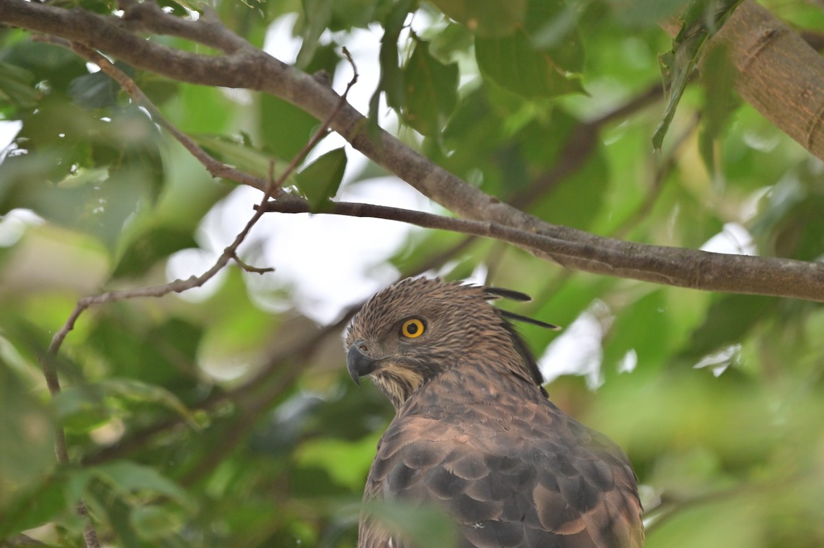 Changeable Hawk-Eagle - ML640139449