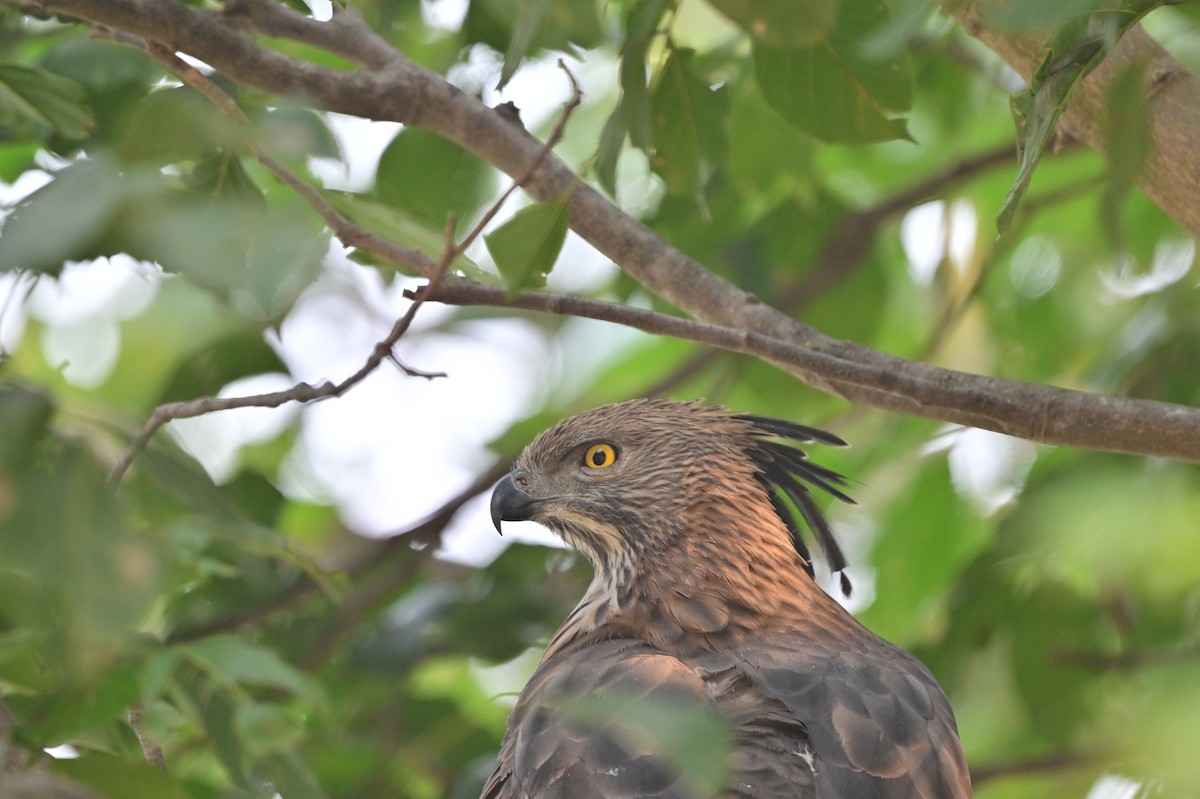 Changeable Hawk-Eagle - ML640139450