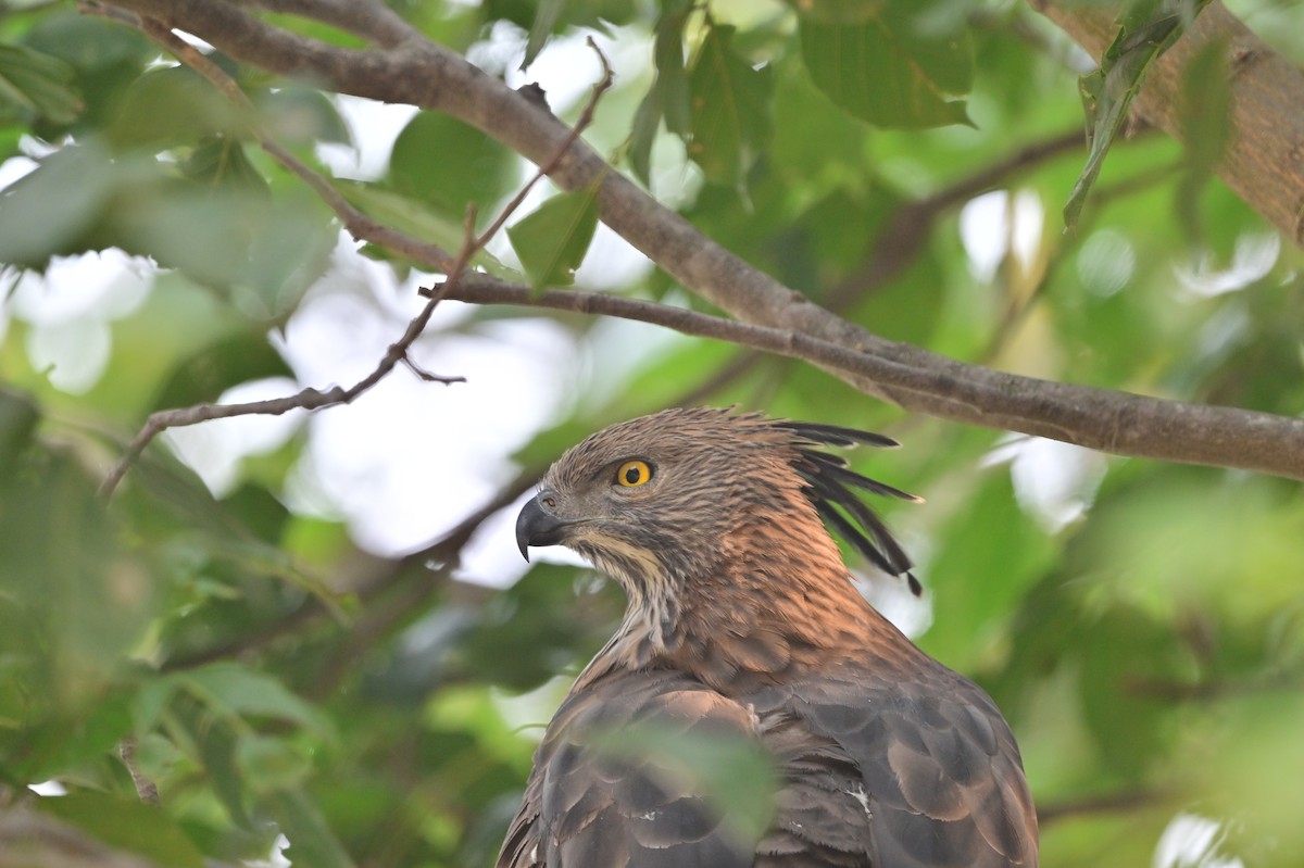 Changeable Hawk-Eagle - ML640139451