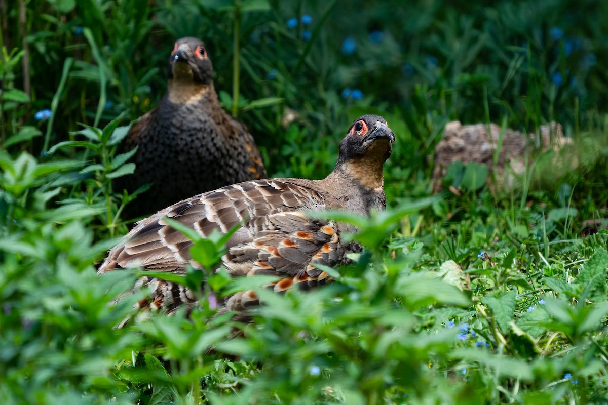 Buff-throated Monal-Partridge - ML640139454
