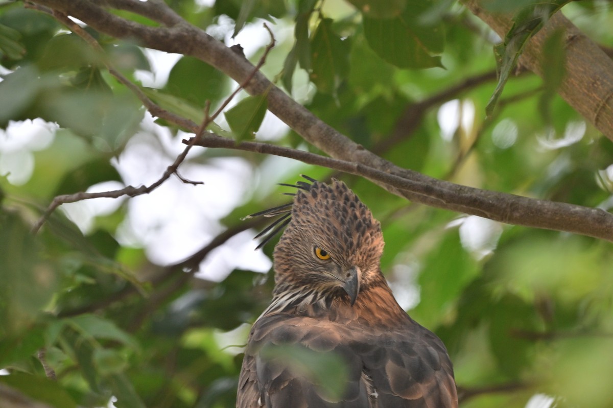 Changeable Hawk-Eagle - ML640139455