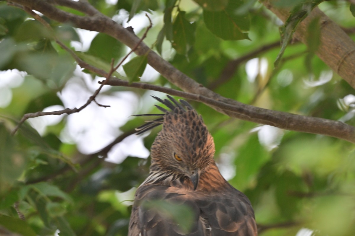 Changeable Hawk-Eagle - ML640139456