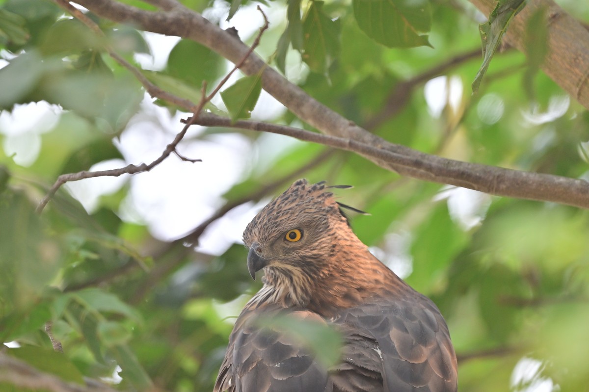 Changeable Hawk-Eagle - ML640139458