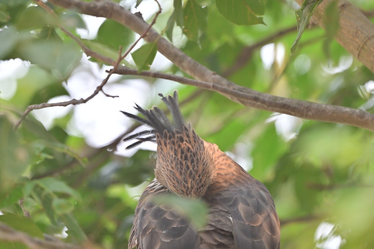 Changeable Hawk-Eagle - ML640139460